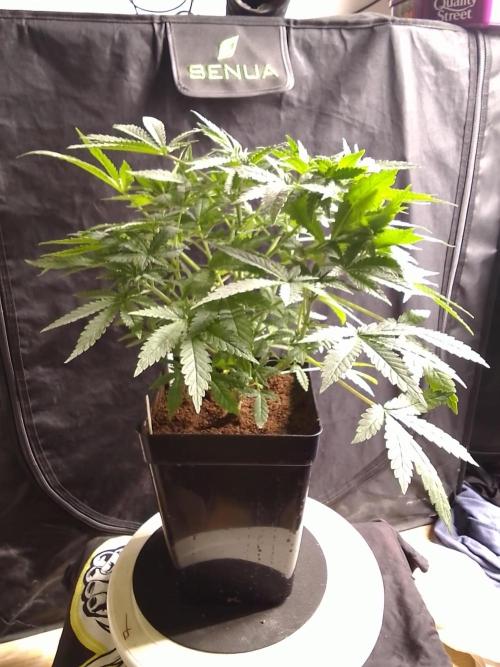 PURE SKUNK . Week 5
