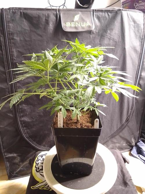 PURE SKUNK . Week 5