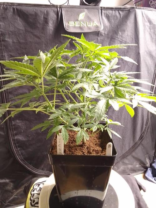 PURE SKUNK . Week 5