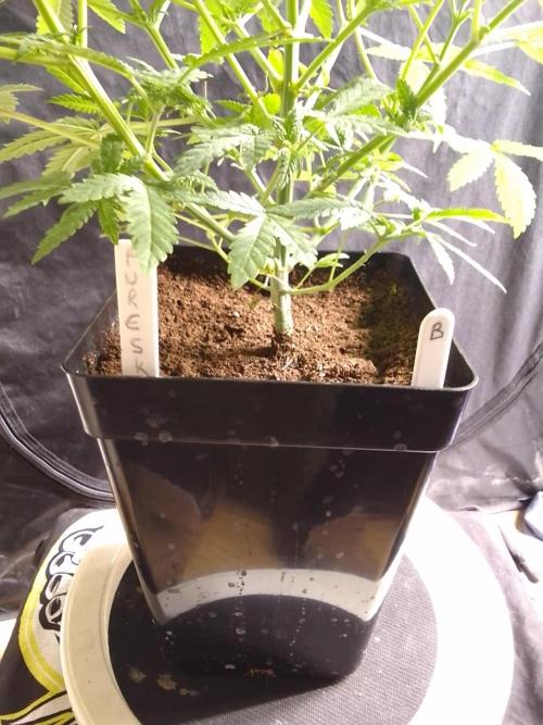 PURE SKUNK . Week 5