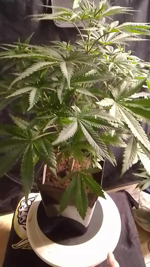PURE SKUNK
