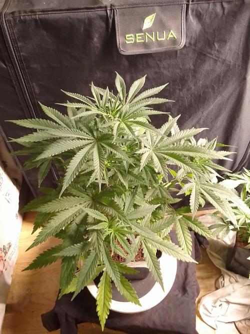 PURE SKUNK . Week 5