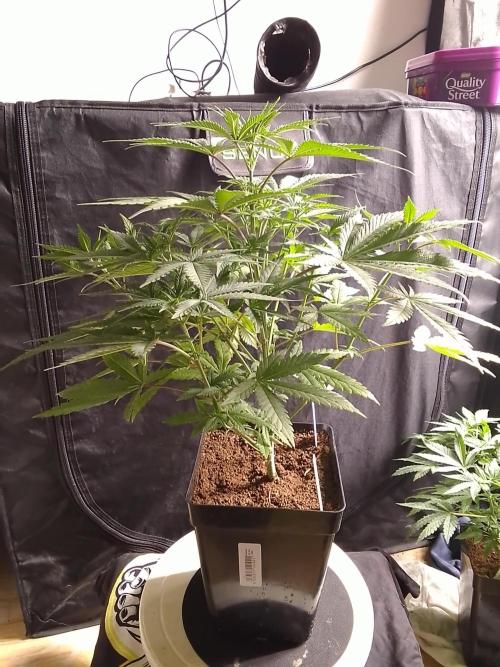 PURE SKUNK . Week 5