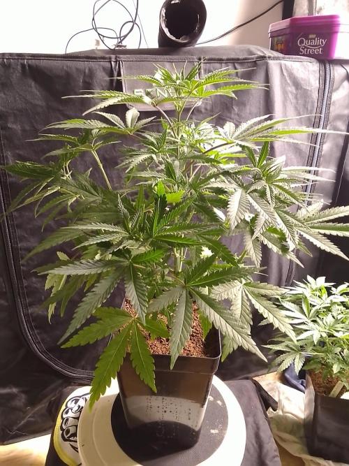 PURE SKUNK . Week 5