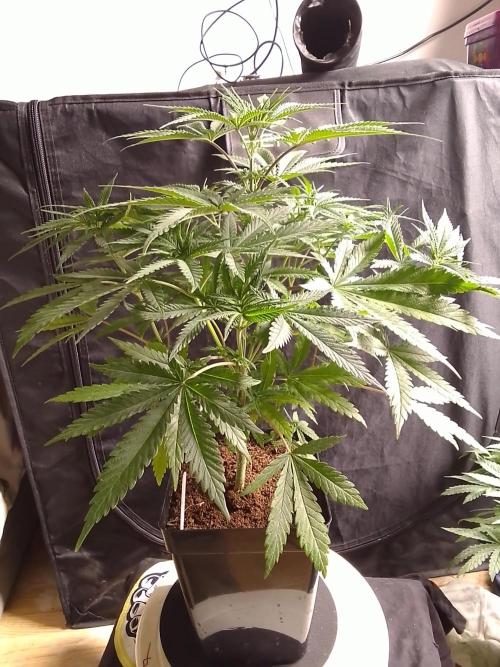 PURE SKUNK . Week 5