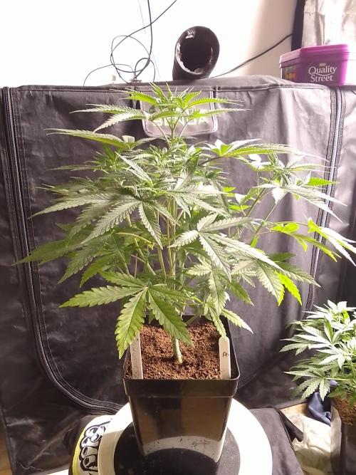 Pure Skunk Go Fast. Week 5
