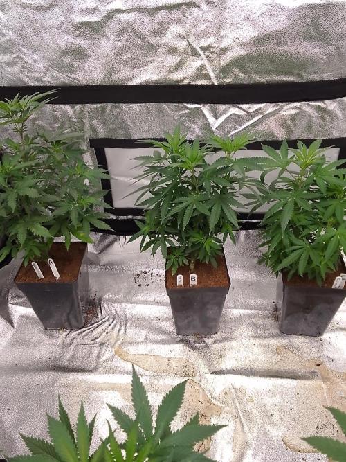 AMNESIA HAZE GO FAST kannabia seed's. Week 9