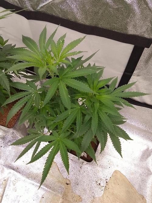 AMNESIA HAZE GO FAST kannabia seed's. Week 9