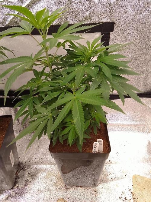 AMNESIA HAZE GO FAST kannabia seed's. Week 9