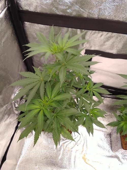 AMNESIA HAZE GO FAST kannabia seed's. Week 9