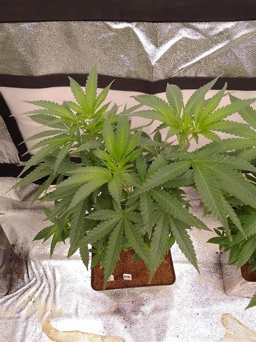 AMNESIA HAZE GO FAST kannabia seed's. Week 9