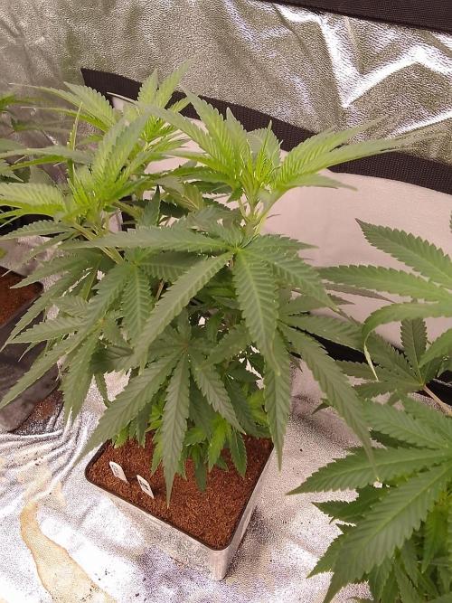 AMNESIA HAZE GO FAST kannabia seed's. Week 9