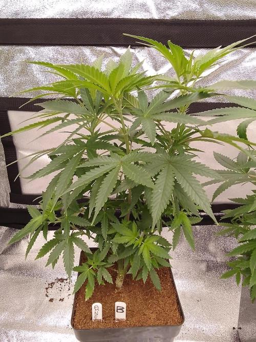 AMNESIA HAZE GO FAST kannabia seed's. Week 9
