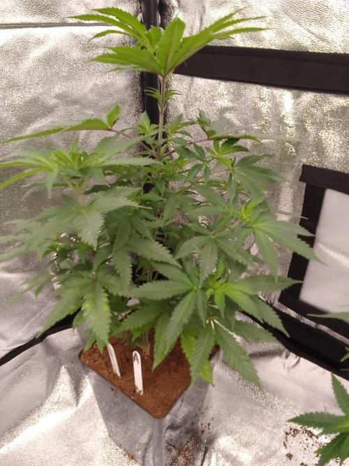 AMNESIA HAZE GO FAST kannabia seed's. Week 9