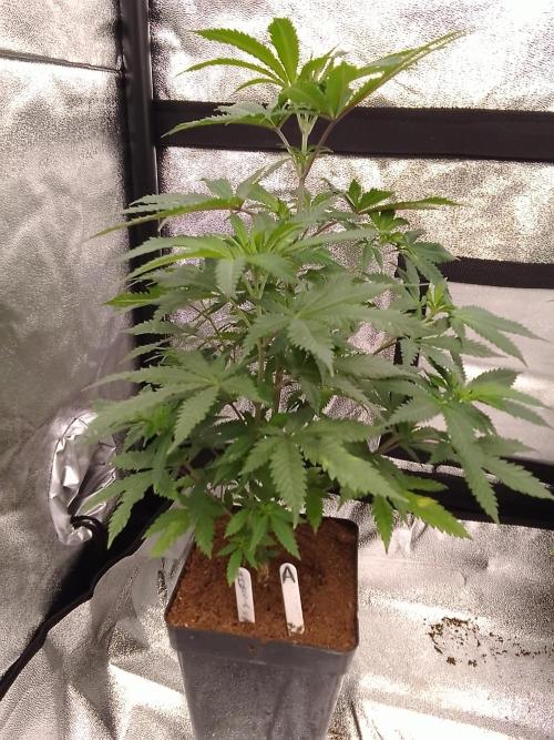 AMNESIA HAZE GO FAST kannabia seed's. Week 9