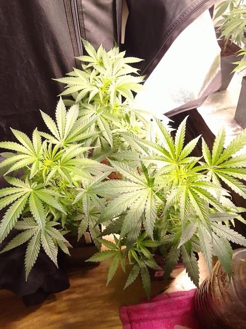 SUNSET SHERBET GO FAST. Week 5