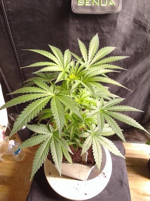 SUNSET SHERBET GO FAST. Week 5