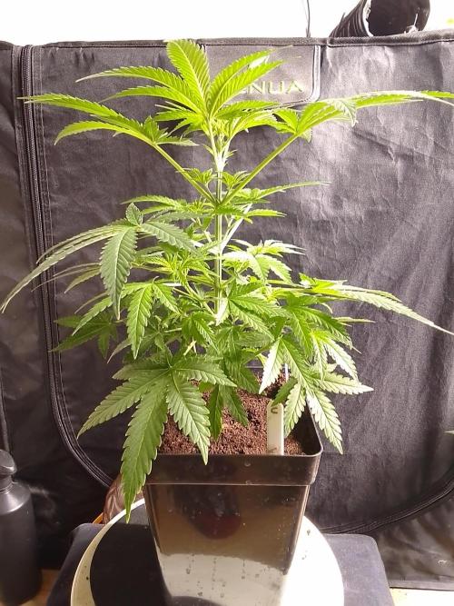 SUNSET SHERBET GO FAST. Week 5