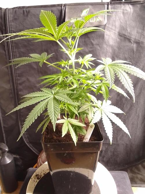 SUNSET SHERBET GO FAST. Week 5