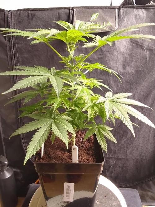 SUNSET SHERBET GO FAST. Week 5