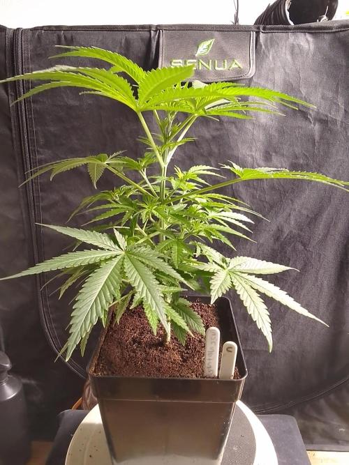 SUNSET SHERBET GO FAST. Week 5