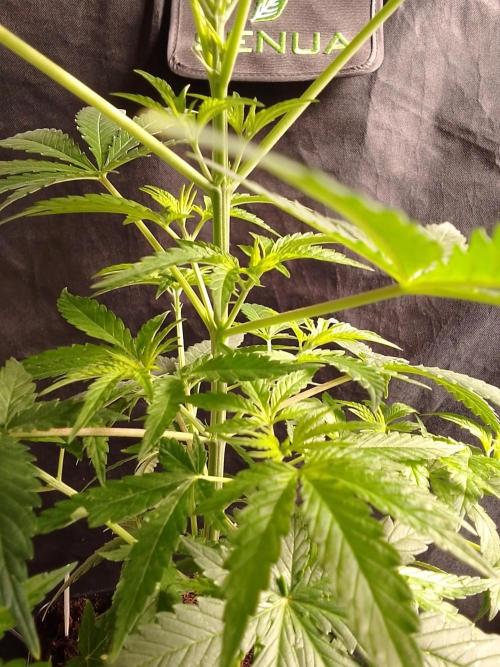 SUNSET SHERBET GO FAST. Week 5