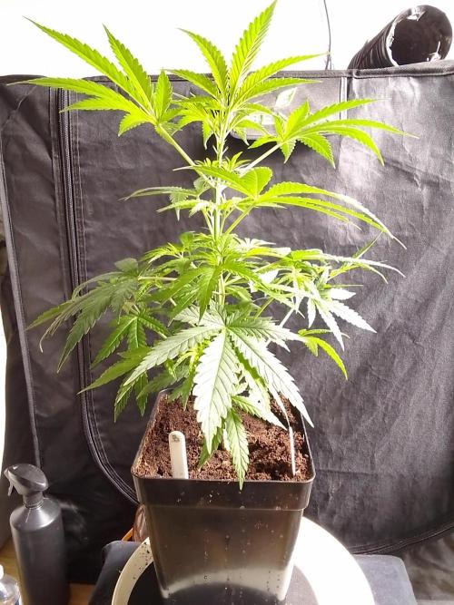 SUNSET SHERBET GO FAST. Week 5
