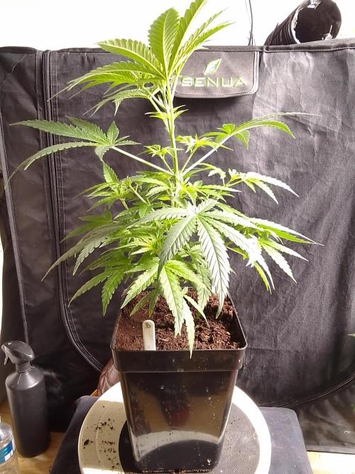 SUNSET SHERBET GO FAST. Week 5