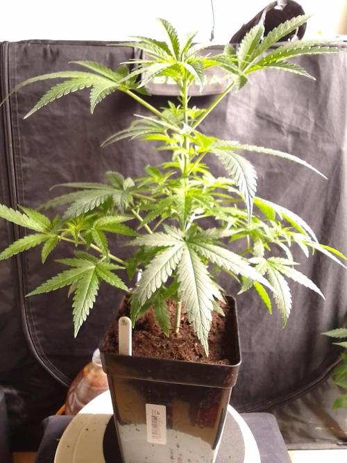 SUNSET SHERBET GO FAST. Week 5