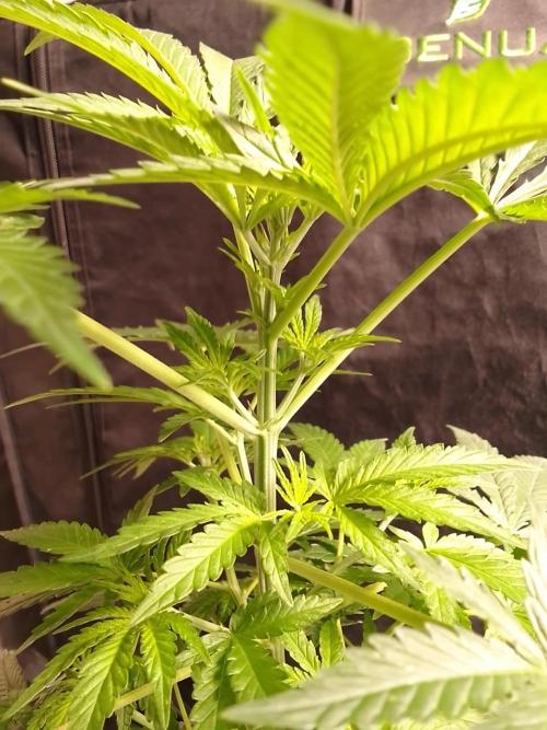 SUNSET SHERBET GO FAST. Week 5