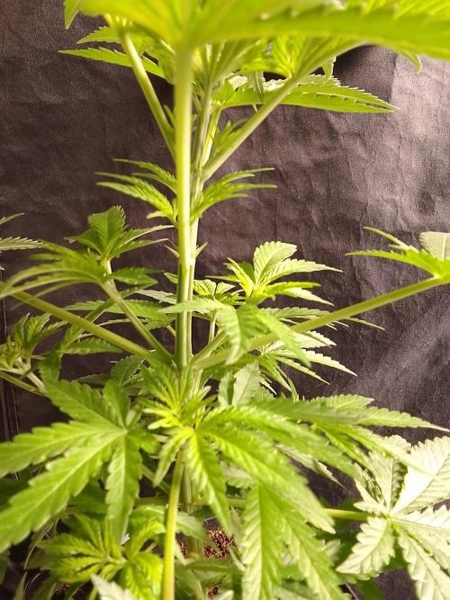 SUNSET SHERBET GO FAST. Week 5