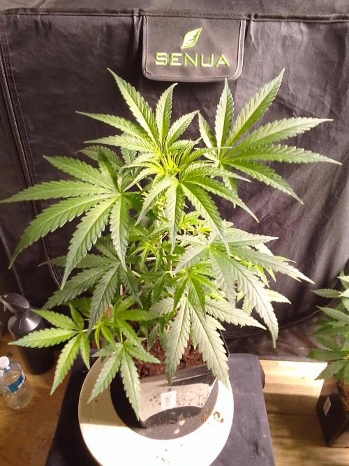 SUNSET SHERBET GO FAST. Week 5