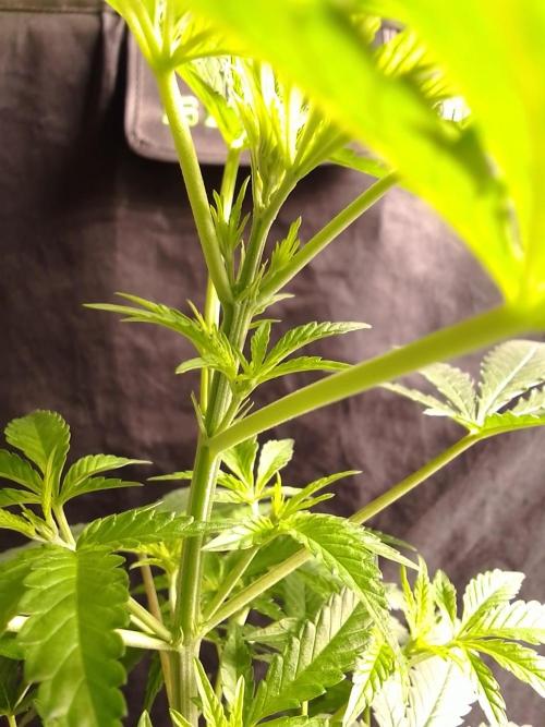 SUNSET SHERBET GO FAST. Week 5