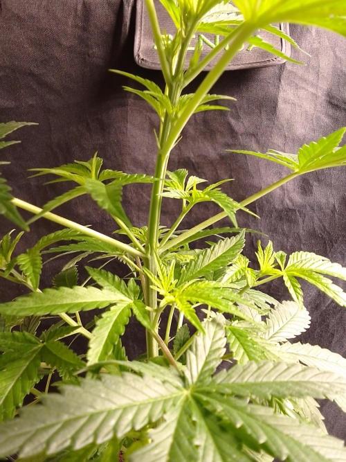 SUNSET SHERBET GO FAST. Week 5