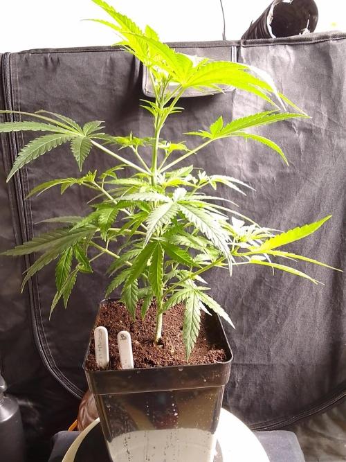 SUNSET SHERBET GO FAST. Week 5