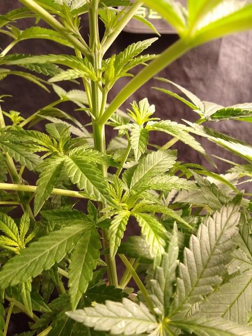 SUNSET SHERBET GO FAST. Week 5