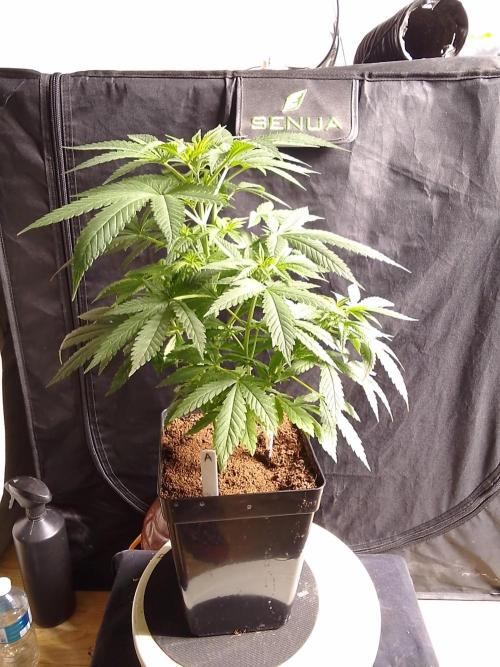 SUNSET SHERBET GO FAST. Week 5