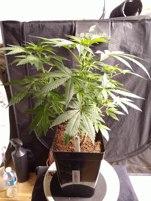 SUNSET SHERBET GO FAST. Week 5