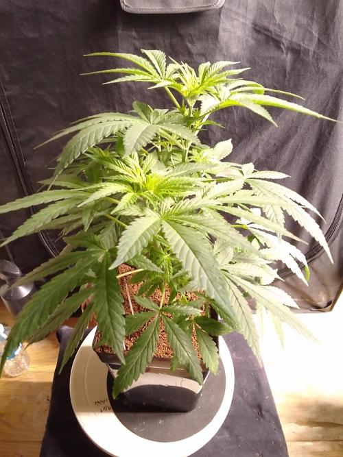 SUNSET SHERBET GO FAST. Week 5