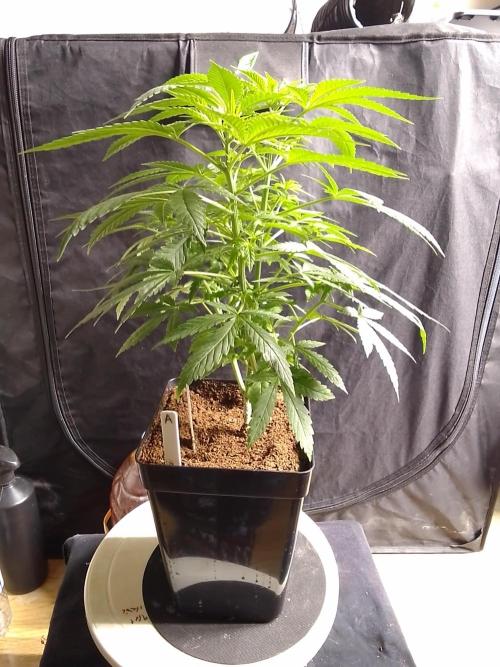 SUNSET SHERBET GO FAST. Week 5