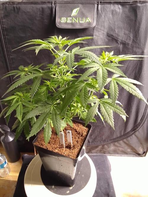 SUNSET SHERBET GO FAST. Week 5