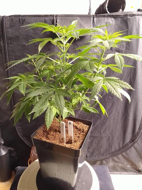 SUNSET SHERBET GO FAST. Week 5