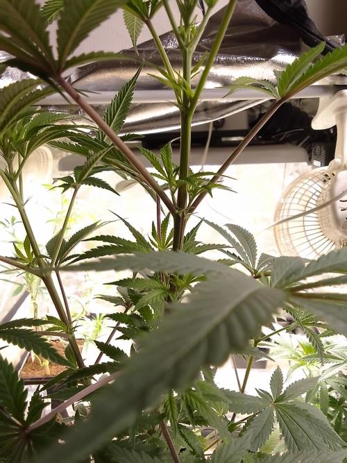 CANDY CREAM GO FAST. Week 6