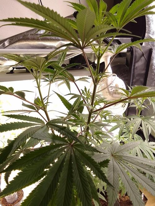 CANDY CREAM GO FAST. Week 6