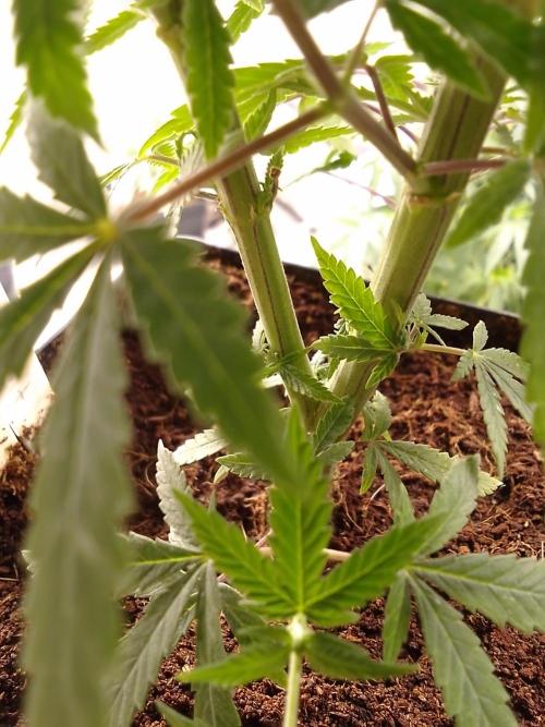 CANDY CREAM GO FAST. Week 6