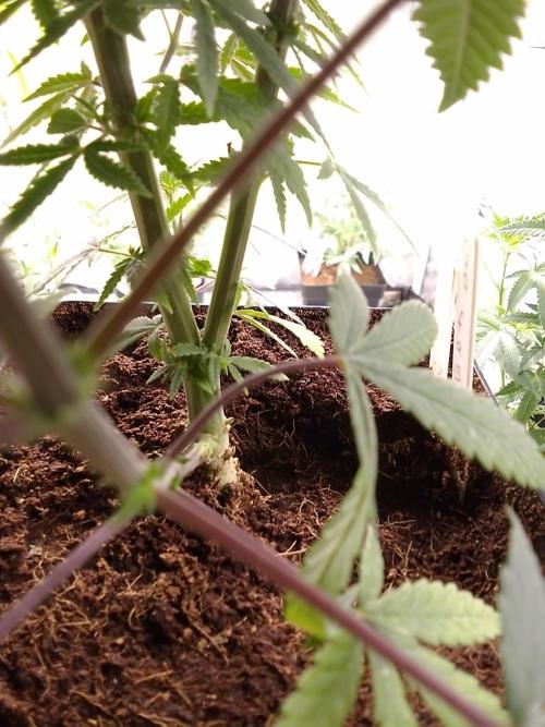CANDY CREAM GO FAST. Week 6