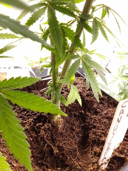 CANDY CREAM GO FAST. Week 6