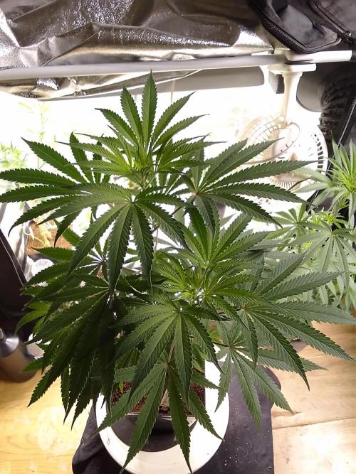 CANDY CREAM GO FAST. Week 6