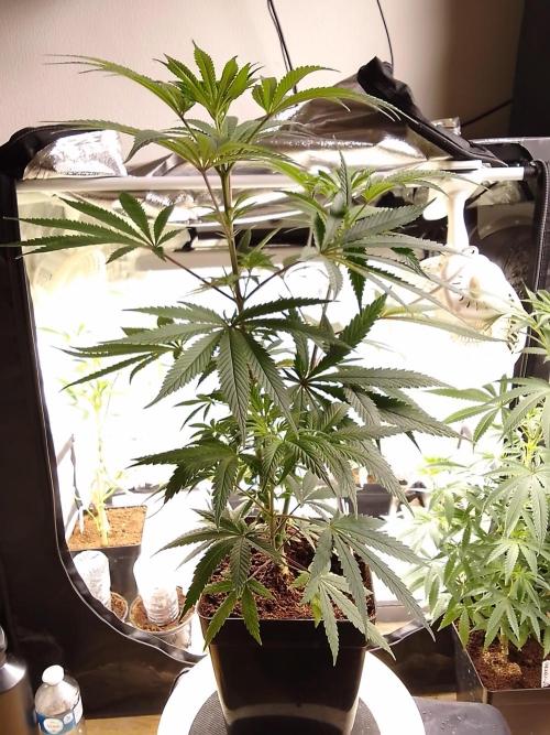 CANDY CREAM GO FAST. Week 6