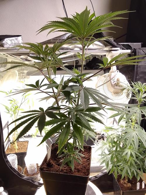 CANDY CREAM GO FAST. Week 6